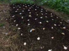 Посадка рокамболя