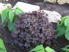 Кислица рожковая