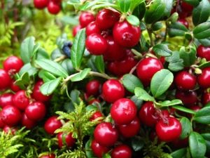 Брусника при заболеваниях почек: польза и вред