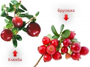 Чем отличается брусника от клюквы и что полезнее?