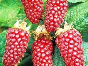 Ежемалина Loganberry: описание сорта и советы по уходу