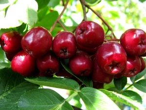 Характеристика гранатной рябины, ее применение и выращивание