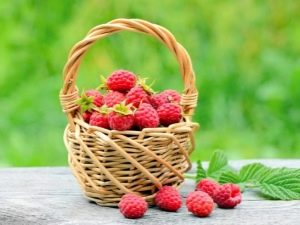 Какая бывает урожайность малины с 1 га и как её повысить?