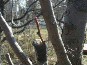 Какие деревья можно привить на рябину?
