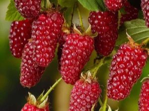 Описание ежемалины Tayberry: выращивание гибрида, достоинства и недостатки сорта