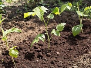 Размножение малины: способы и их особенности