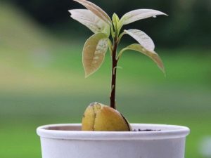 Как вырастить авокадо из косточки в домашних условиях?