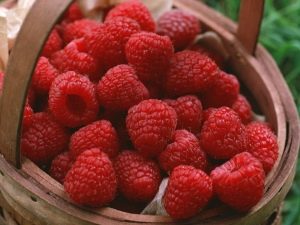 Помогает ли малина при простуде и какие существуют рецепты?