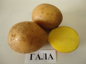 Описание и выращивание сорта картофеля «Гала»