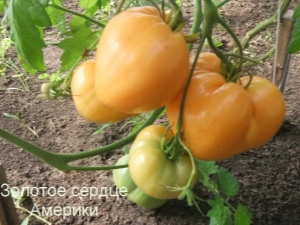 Описание сорта томатов «Золотое сердце»