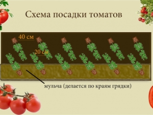 Основные схемы посадки томатов в теплице