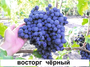 Виноград «Восторг»: характеристика и модификации сорта