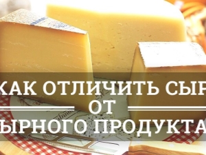 Чем отличается настоящий сыр от сырного продукта?