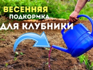 Чем подкормить клубнику весной и как правильно это делать?