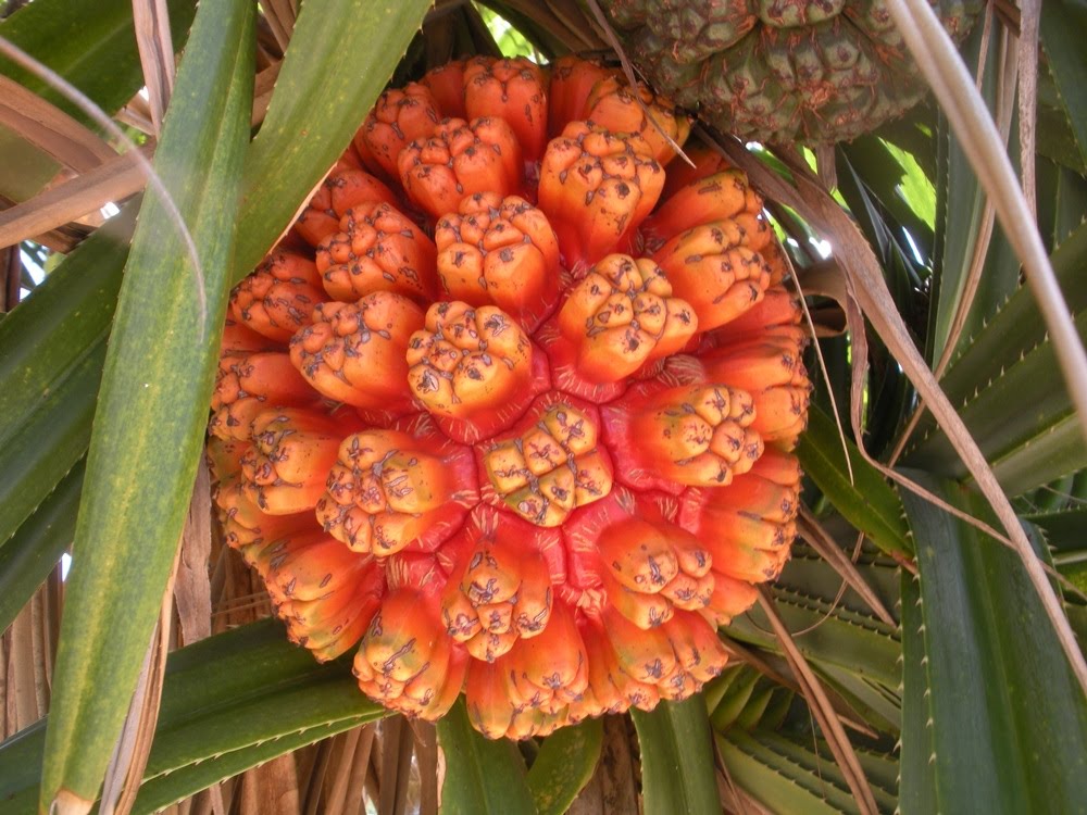 2019 год - Фрукт Пандан (Pandanus) 2019 год