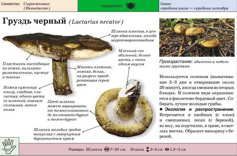 Как правильно сделать грузди 988
