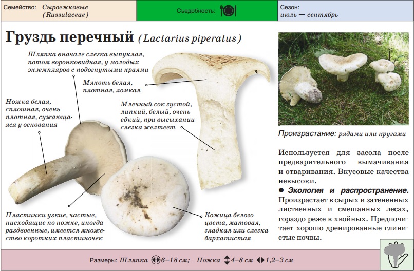 Гриб грузди и описание как готовить