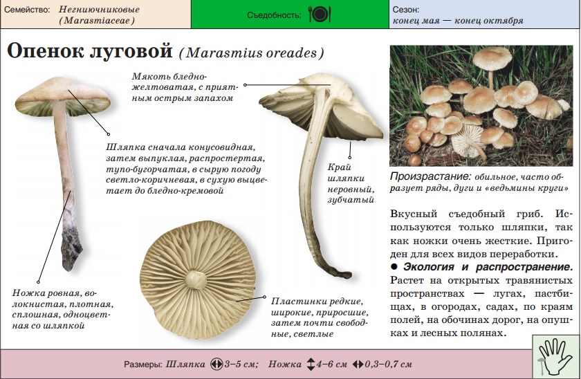 опята луговые фото и описание рецепты онлайн опята луговые фото и описание рецепты