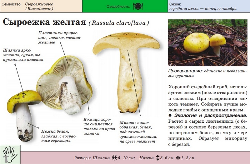 желтая сыроежка фото и описание