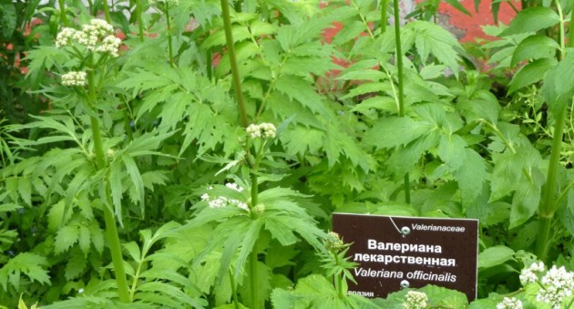 Валериана посадить Валериана посадить