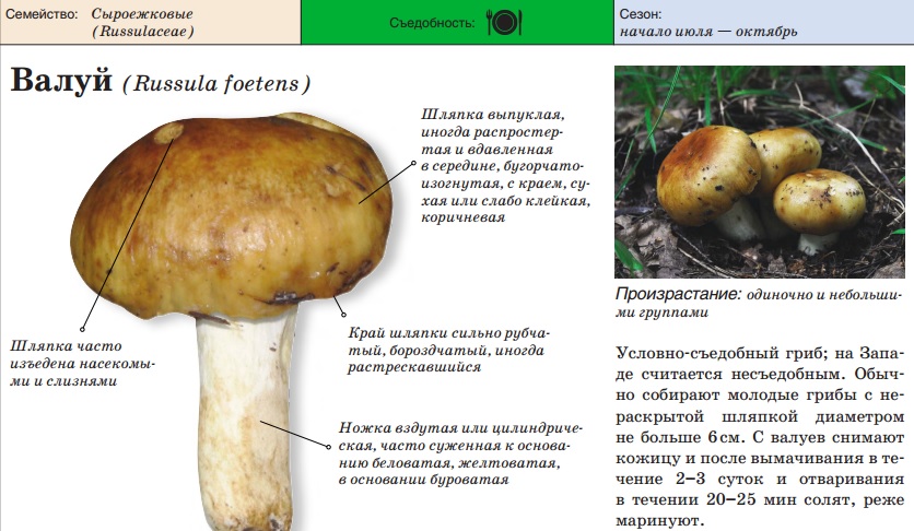 Гриб грузди и описание как готовить