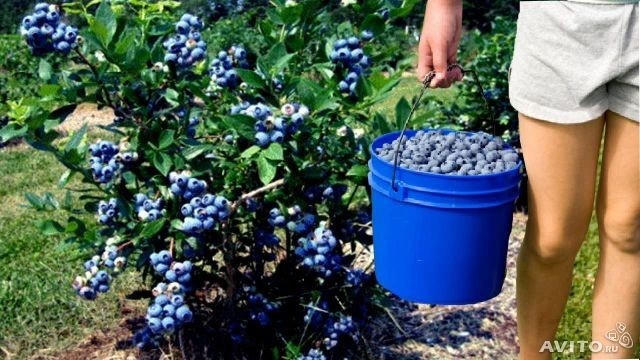 Садовая голубика как подкормить Садовая голубика как подкормить