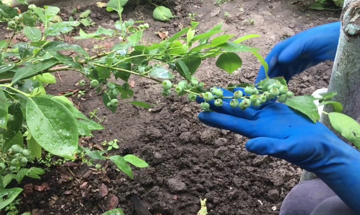 Жимолость: посадка и уход, как выращивать в открытом грунте рекомендации Жимолость: посадка и уход, как выращивать в открытом грунте рекомендации