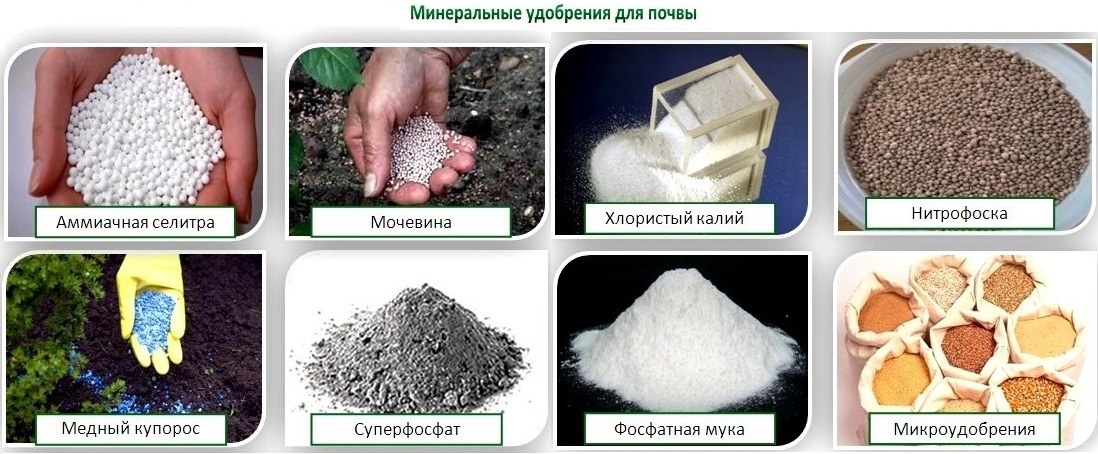 Удобрение малины минеральными удобрениями Удобрение малины минеральными удобрениями