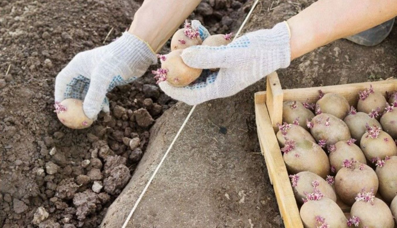 Картофель Кураж: характеристика, посадка и уход Картофель Кураж: характеристика, посадка и уход
