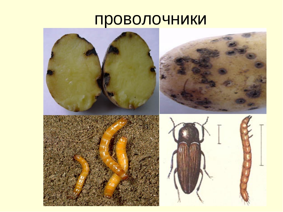 Тля на комнатных растениях. Как бороться с тлей. Средства Как избавиться от тли народными испытанными средствами