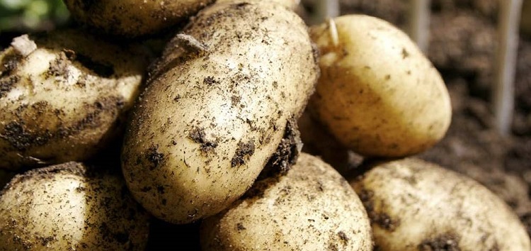 Описание картофеля сорт гранула Описание картофеля сорт гранула