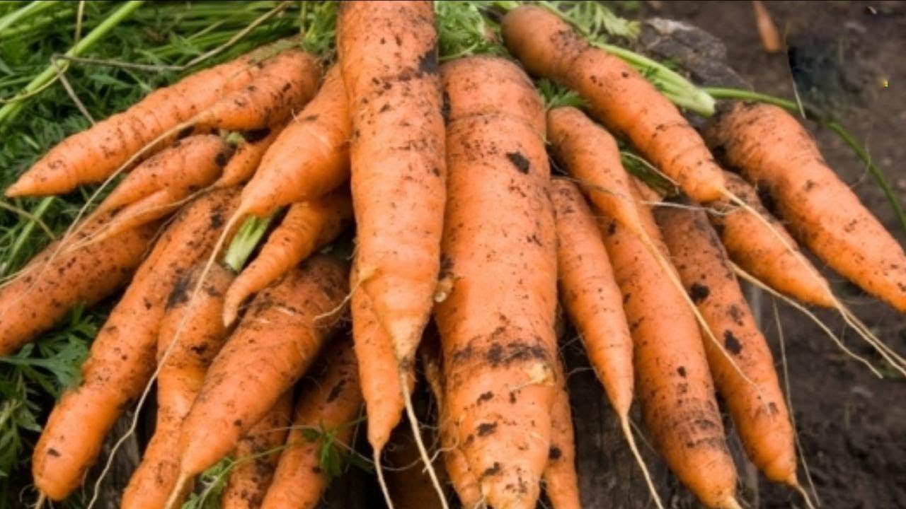Выращиваем морковь правильно, чтобы получить хороший урожай Выращиваем морковь правильно, чтобы получить хороший урожай