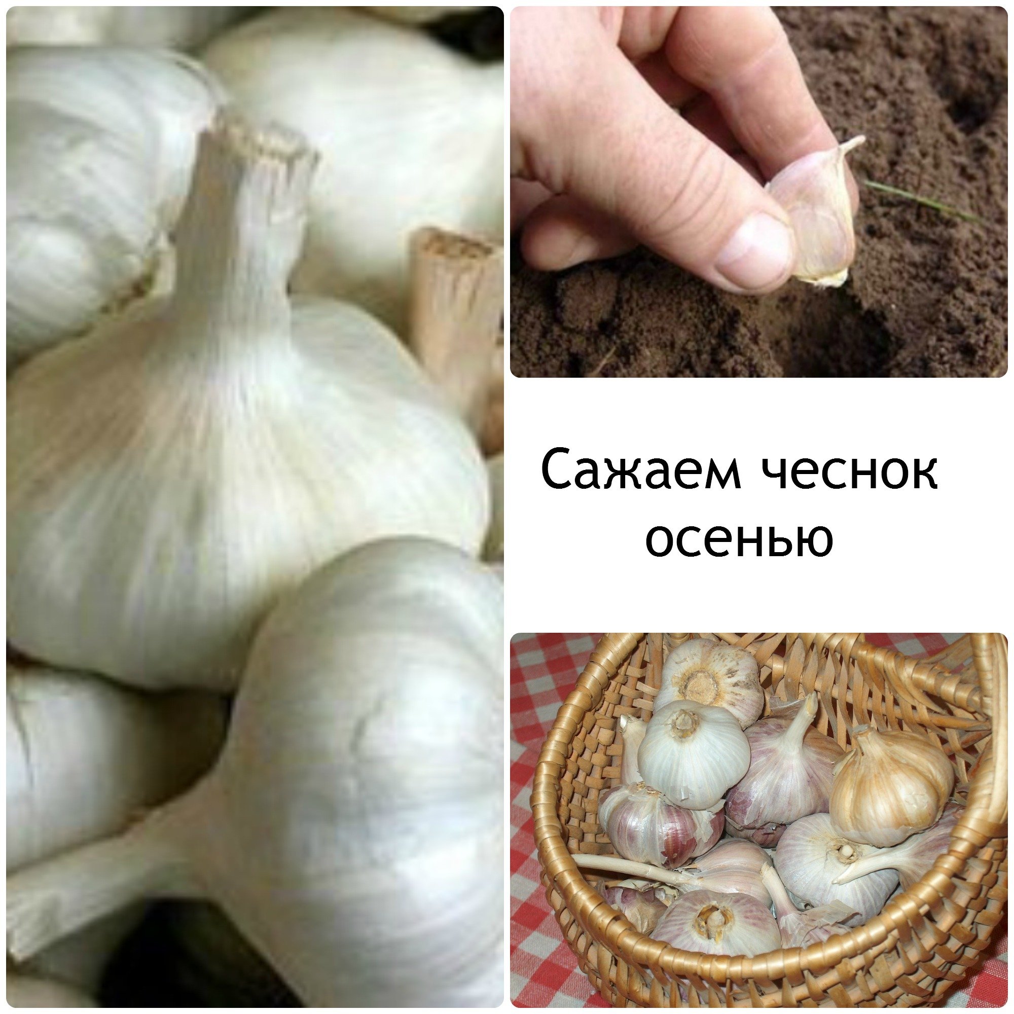 После каких культур садить чеснок После каких культур садить чеснок