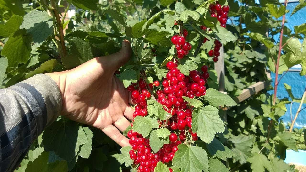 Урожай красной смородины с куста Урожай красной смородины с куста