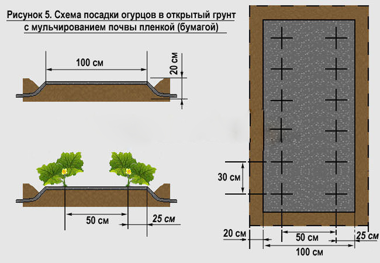 На какую глубин сажают огурцы На какую глубин сажают огурцы