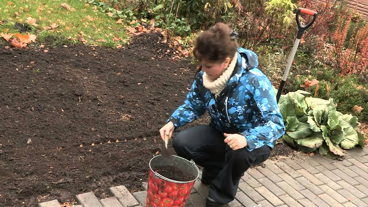 Выращивание фацелии в качестве сидерата Как собрать семена самостоятельно Как собрать семена фацелии вручную в домашних условиях, видео