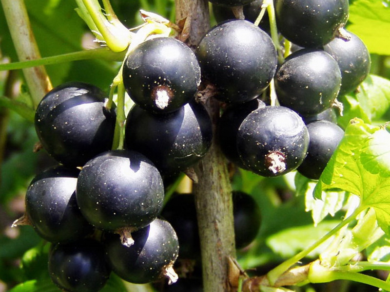 Выращивание чёрной смородины на продажу 25