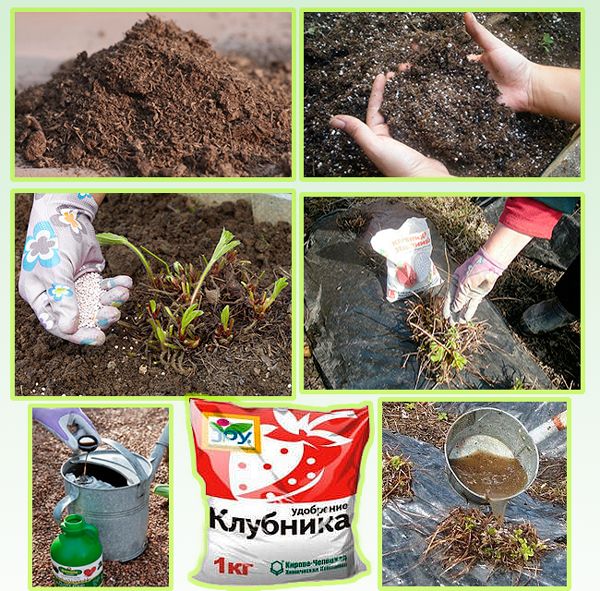 Как и когда удобрять клубнику птичьем пометом Как и когда удобрять клубнику птичьем пометом