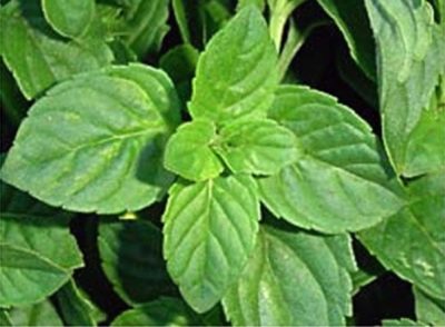 Mentha species «Mentuccia»