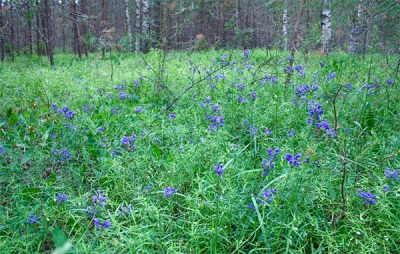 Змееголовник на лесной поляне
