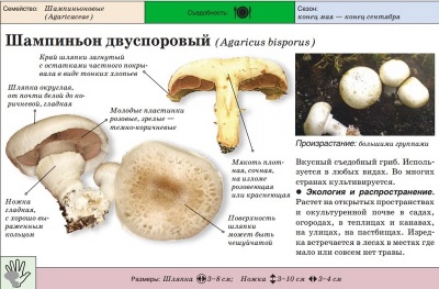 Шампиньон садовый или Шампиньон двуспоровый