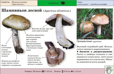 Шампиньон лесной