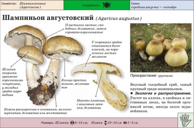 Шампиньон августовский