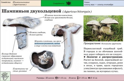 Шампиньон двукольцевой