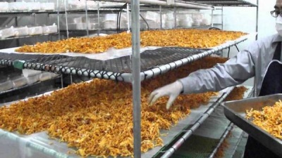 Выращивание кордицепса в промышленных масштабах