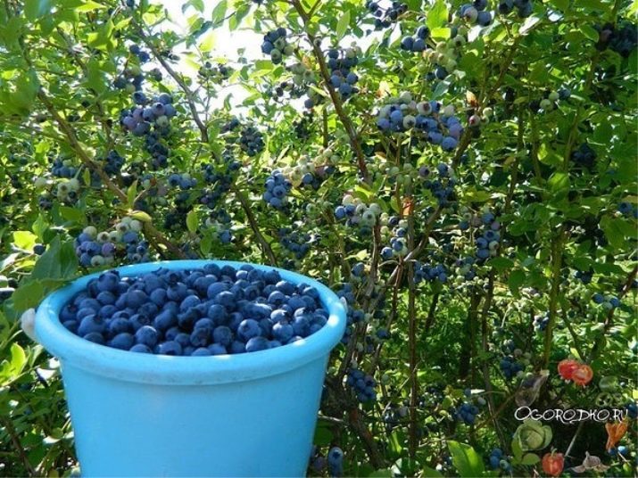 Как вырастить голубику из семян в домашних условиях фото Как вырастить голубику из семян в домашних условиях фото