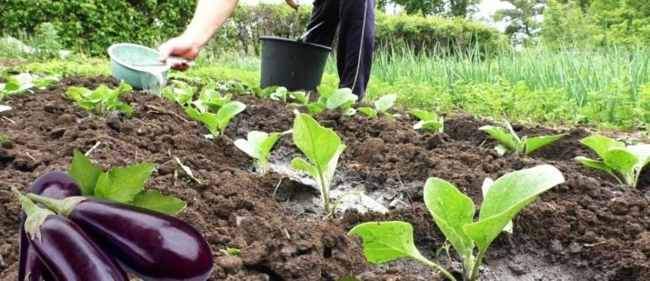 Сколько раз поливать баклажаны в грунте Сколько раз поливать баклажаны в грунте