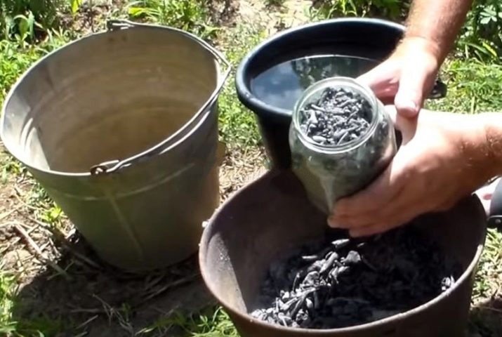Сорт винограда фабел Сорт винограда фабел