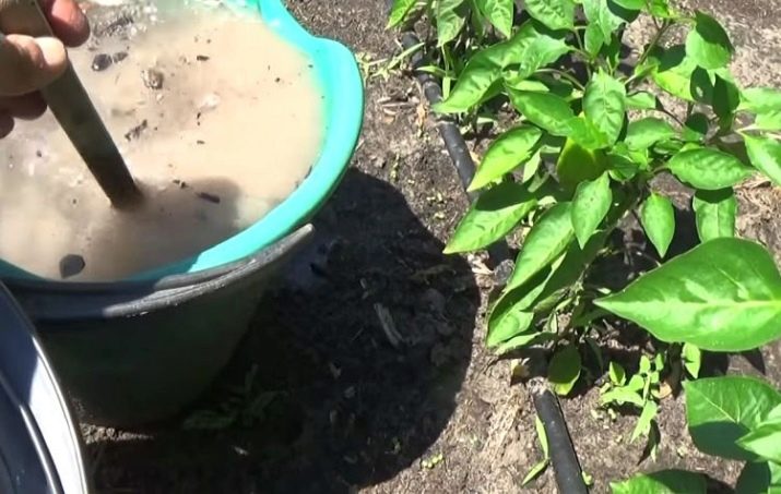 Куплю семена гашиша Куплю семена гашиша