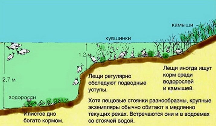 Ловить леща на илистом дне Ловить леща на илистом дне